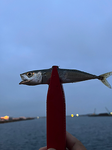 サバの釣果