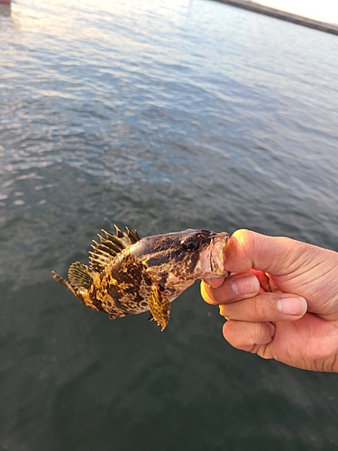 タケノコメバルの釣果