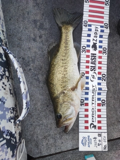 ブラックバスの釣果