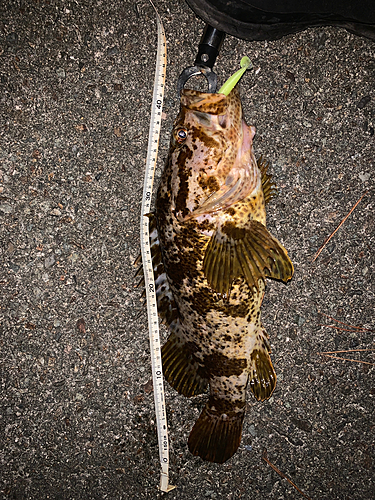 タケノコメバルの釣果