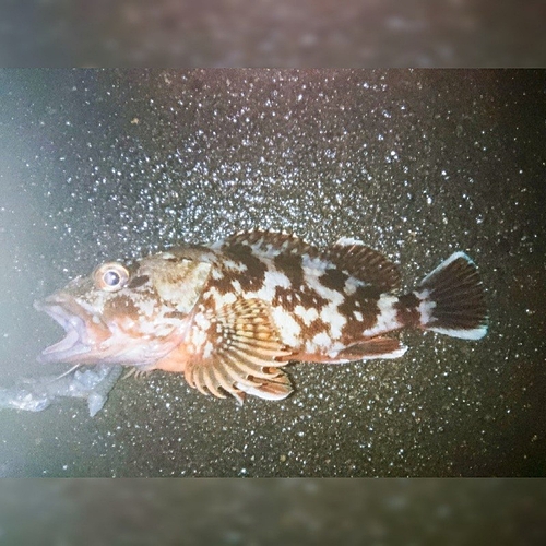 カサゴの釣果