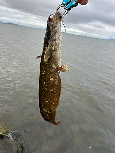 ナマズの釣果