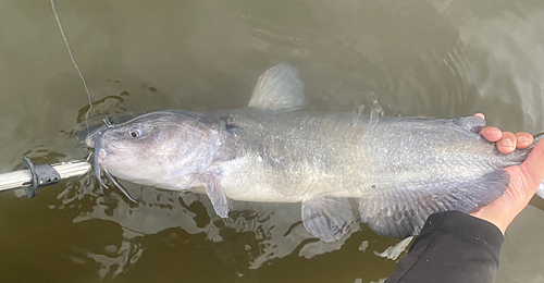 アメリカナマズの釣果