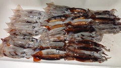 スルメイカの釣果
