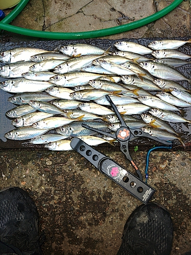 アジの釣果