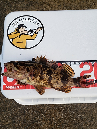 タケノコメバルの釣果