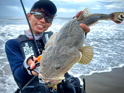 マゴチの釣果