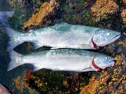 サクラマスの釣果