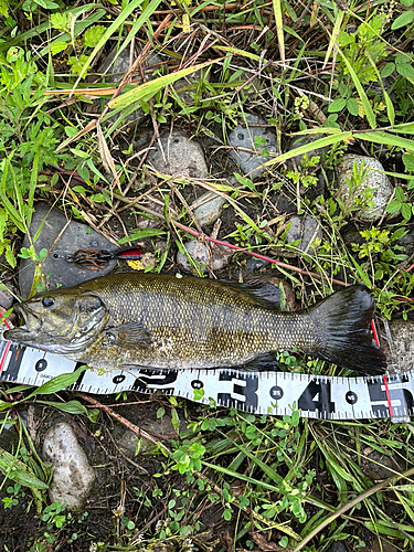 スモールマウスバスの釣果