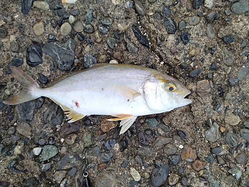 ショゴの釣果