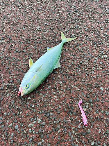 ワカシの釣果