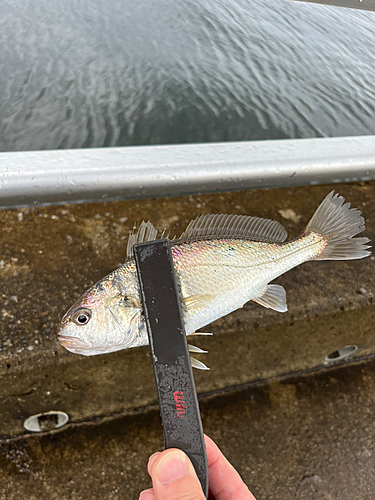 イシモチの釣果