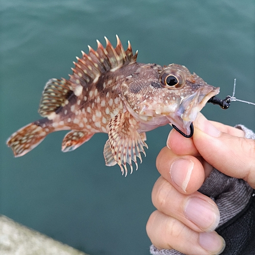 カサゴの釣果