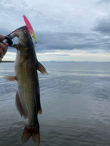 アメリカナマズの釣果