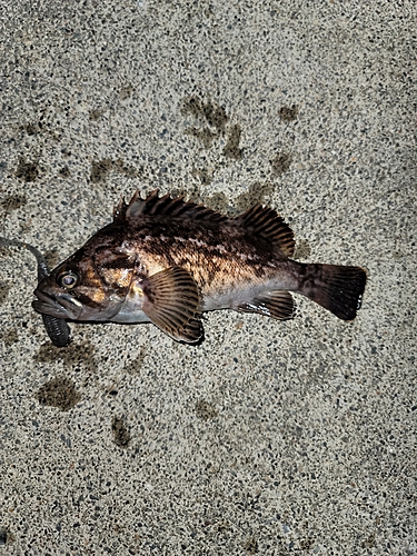 クロソイの釣果