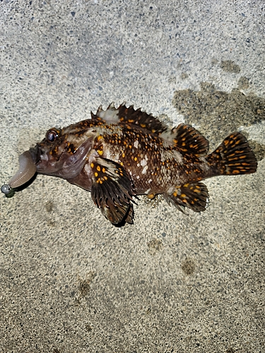 オウゴンムラソイの釣果