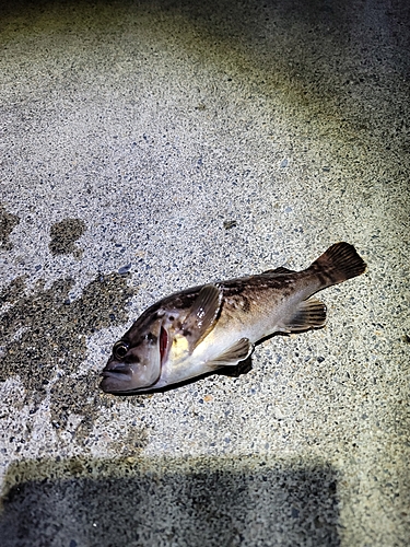 クロソイの釣果