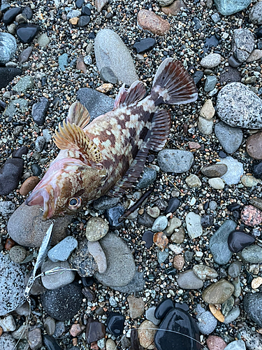 カサゴの釣果