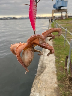 タコの釣果