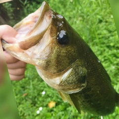 ブラックバスの釣果