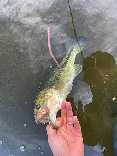 ラージマウスバスの釣果