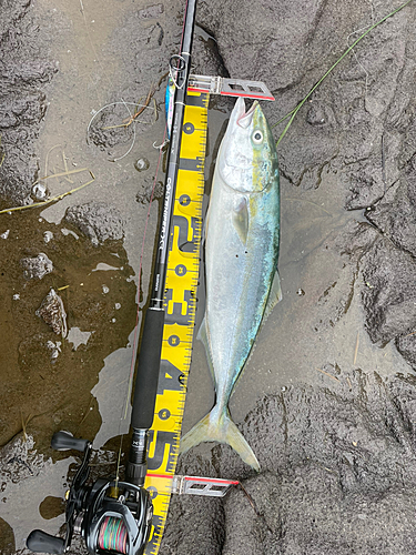 イナダの釣果