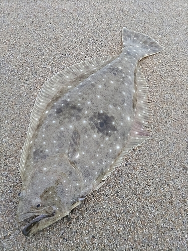 ヒラメの釣果