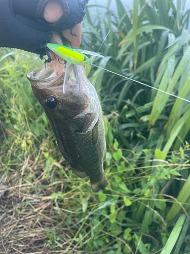 ブラックバスの釣果