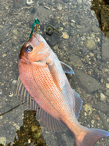 タイの釣果