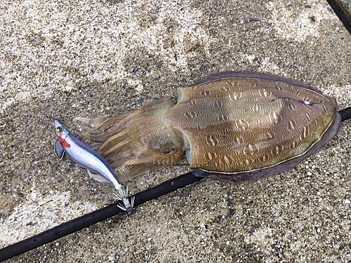 モンゴウイカの釣果