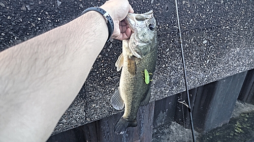 ラージマウスバスの釣果