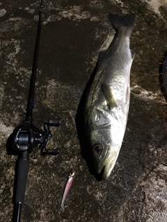 シーバスの釣果