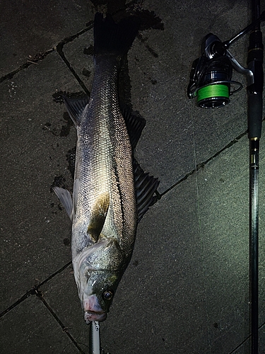 シーバスの釣果