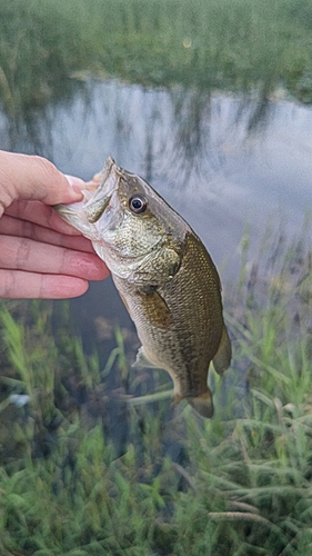 ラージマウスバスの釣果