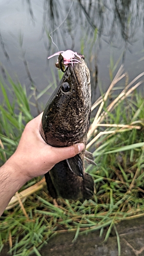 ライギョの釣果