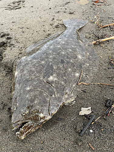 ヒラメの釣果