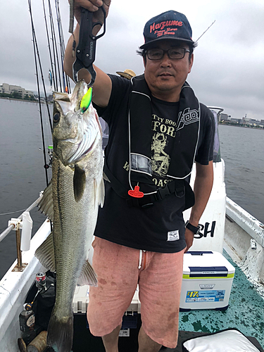 シーバスの釣果