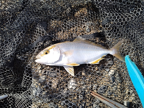 ショゴの釣果