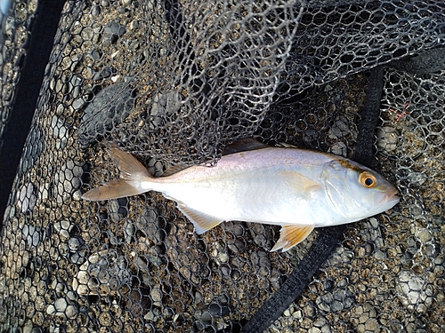 ショゴの釣果