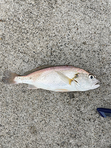 イシモチの釣果