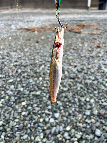 カマスの釣果