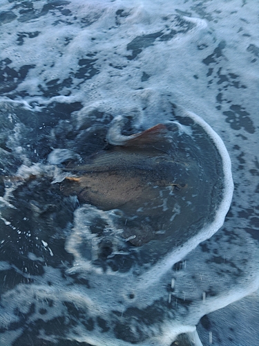 エイの釣果