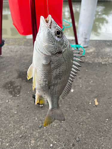 キビレの釣果