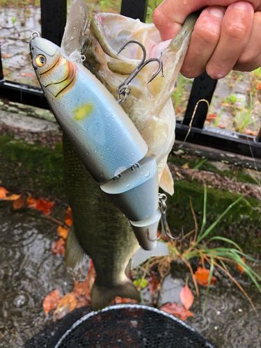 ブラックバスの釣果