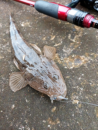 マゴチの釣果