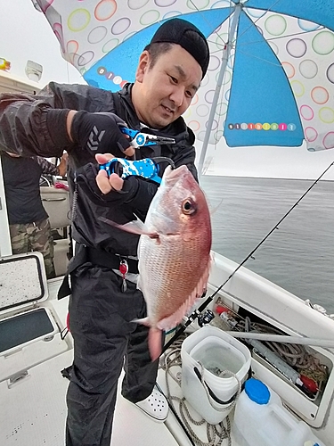 マダイの釣果