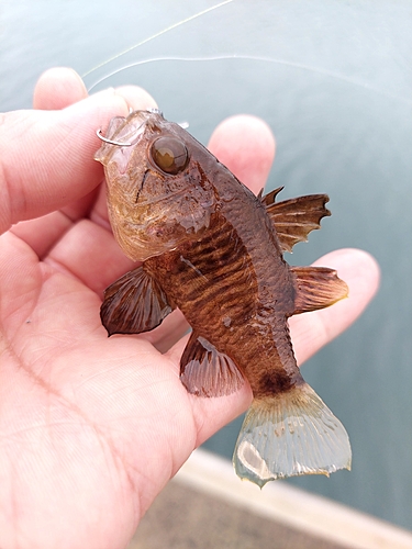 クロイシモチの釣果