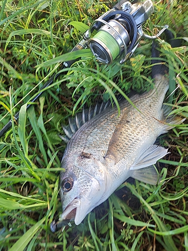 キビレの釣果