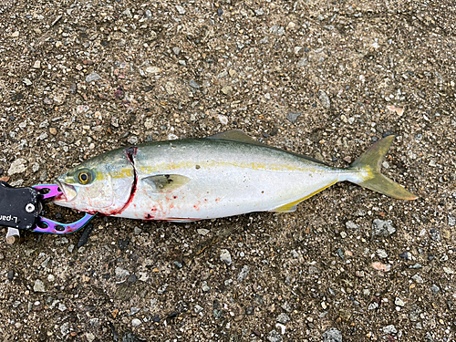 ツバスの釣果