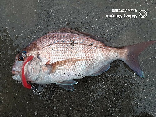 マダイの釣果